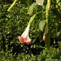 Brugmansia suaveolens (Humb. & Bonpl. ex Willd.) Sweet
